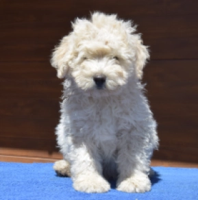 Puli puppy for sale